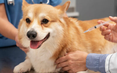 Calendario de vacunación para perros en Benaguasil